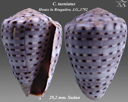 صورة Conus taeniatus Hwass ex Bruguière 1792