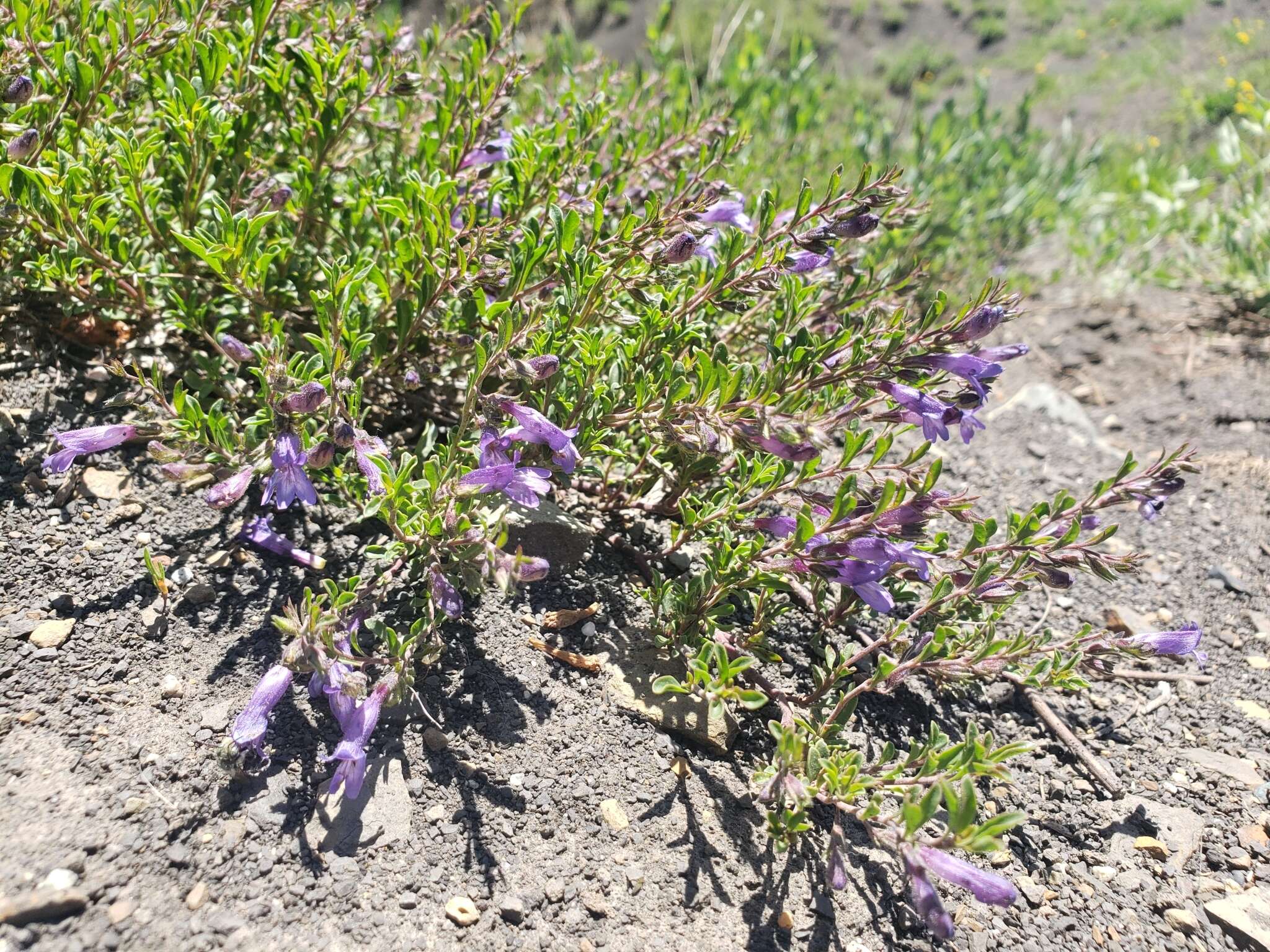 Image of mat penstemon