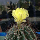 Image of Miniature Barrel Cactus