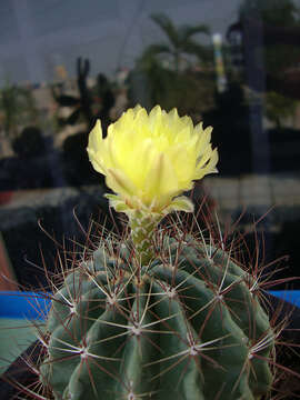 Image of Miniature Barrel Cactus