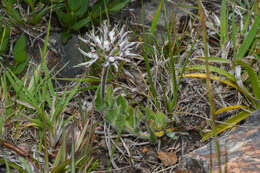 Image of <i>Oxypetalum marchesii</i>