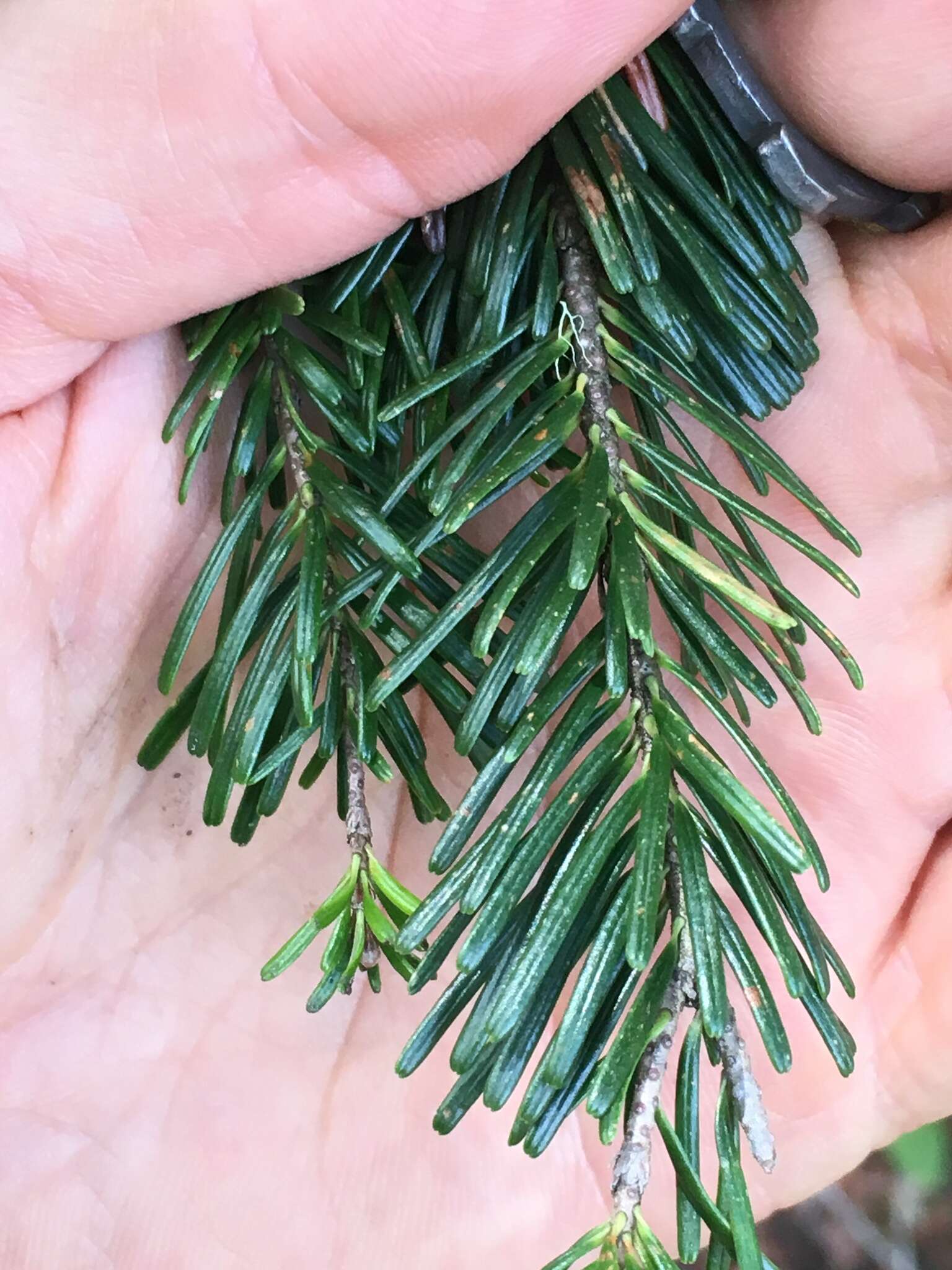 Image of Cascade Fir