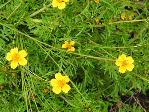 Image of Bidens anthemoides (DC.) Sherff