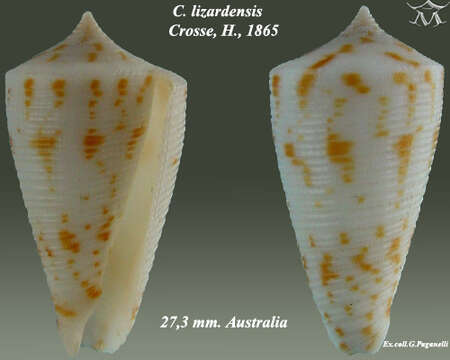 Image of Conus lizardensis Crosse 1865