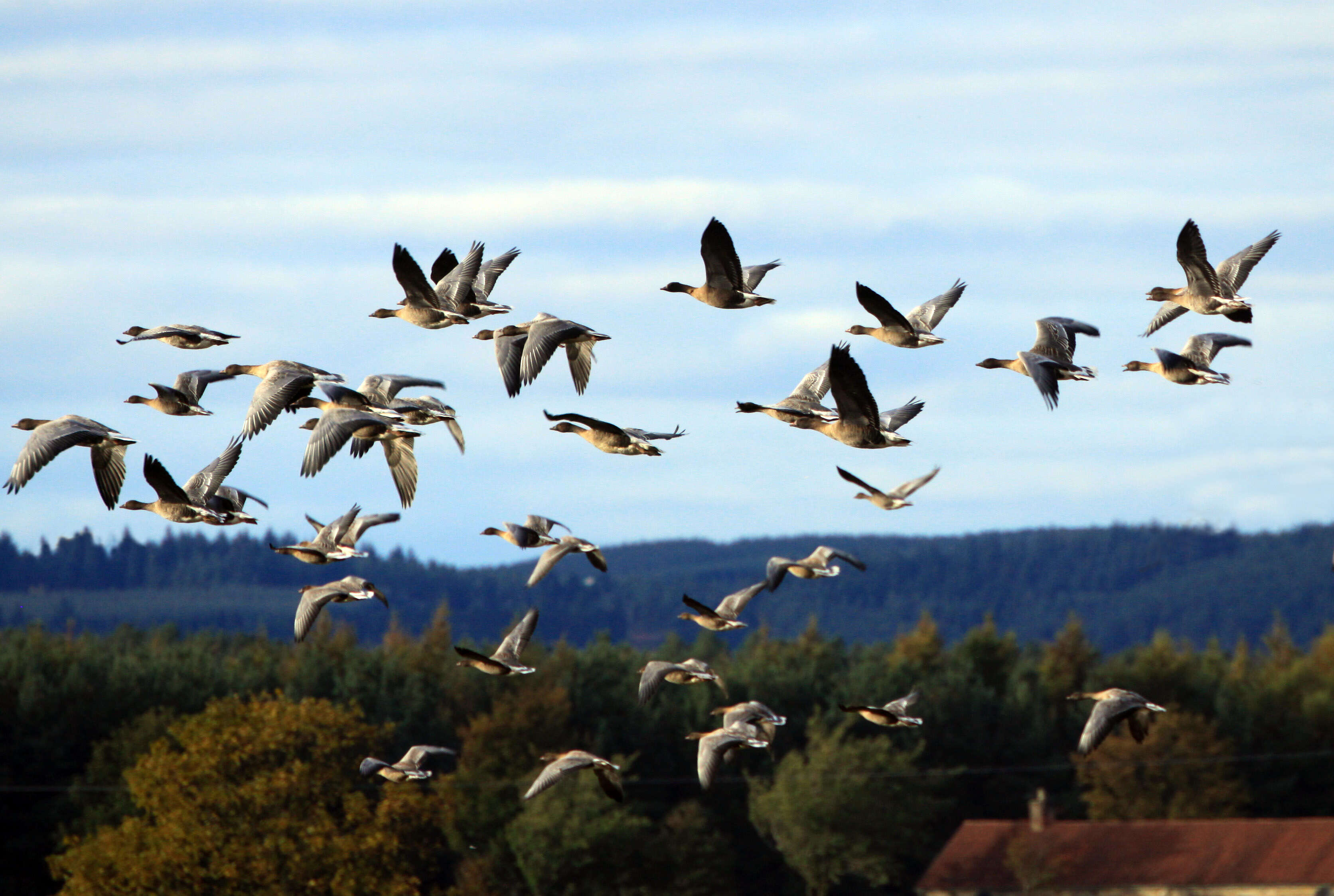 Imagem de Anser brachyrhynchus Baillon 1834