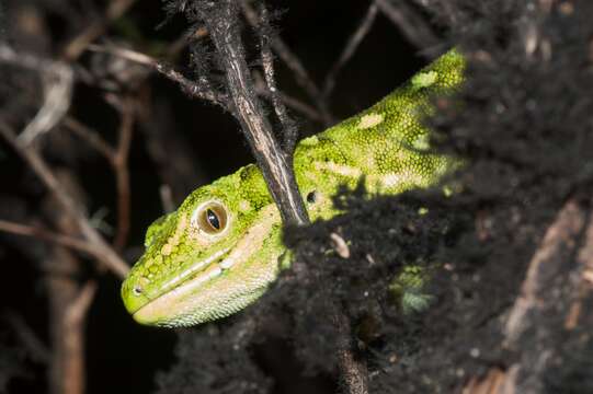 Image of Central Tree Gecko