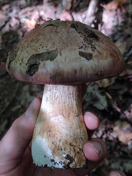 Image of Cortinarius balteatocumatilis Rob. Henry ex P. D. Orton 1960