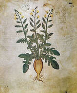 Image of cultivated radish