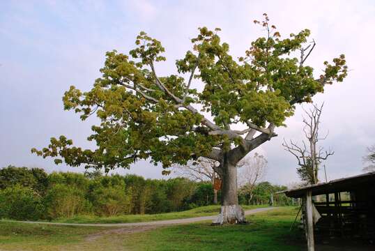 Image of kapoktree