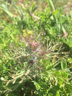 Image of wideleaf Indian paintbrush