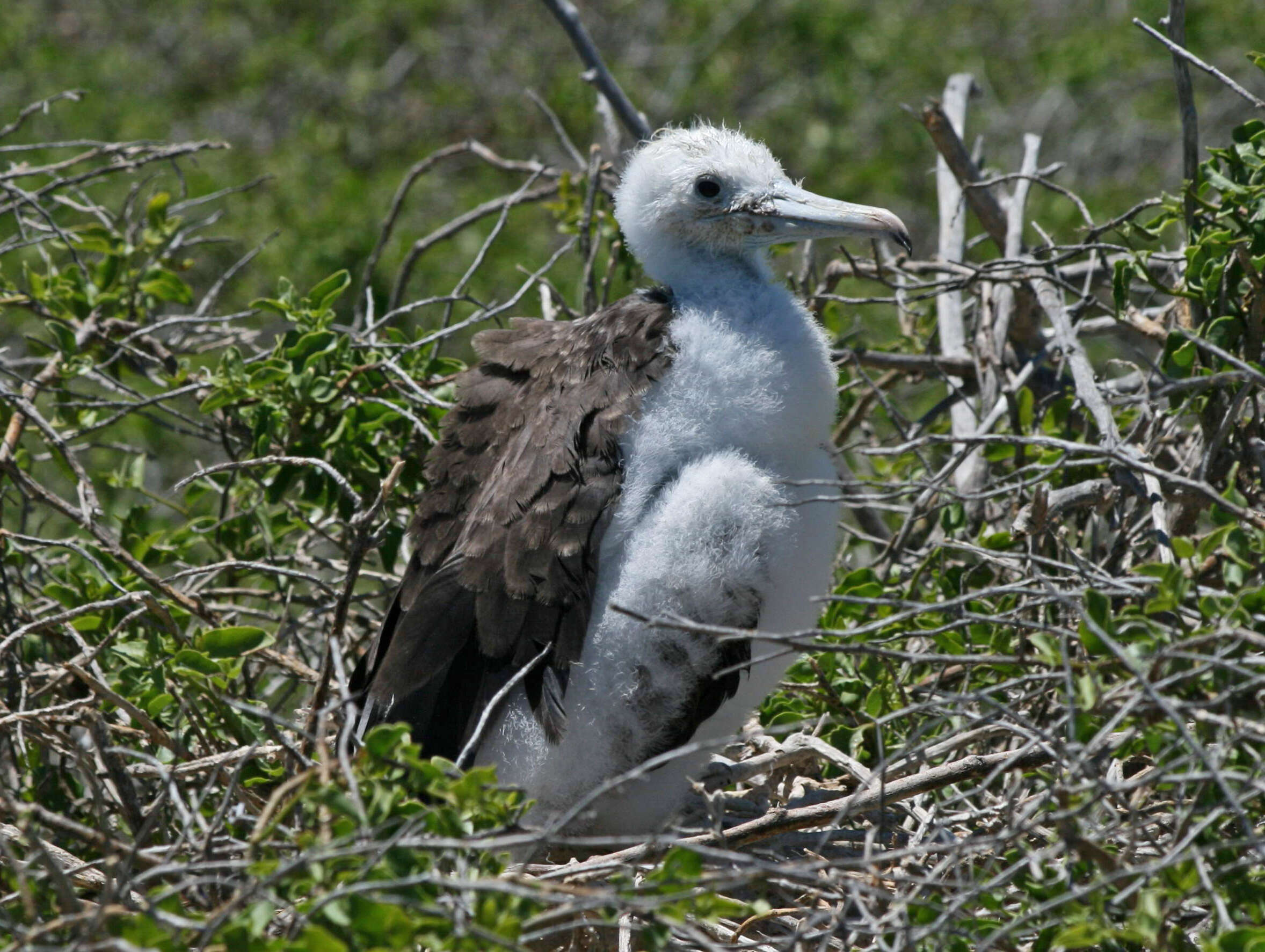 Image of frigatebirds