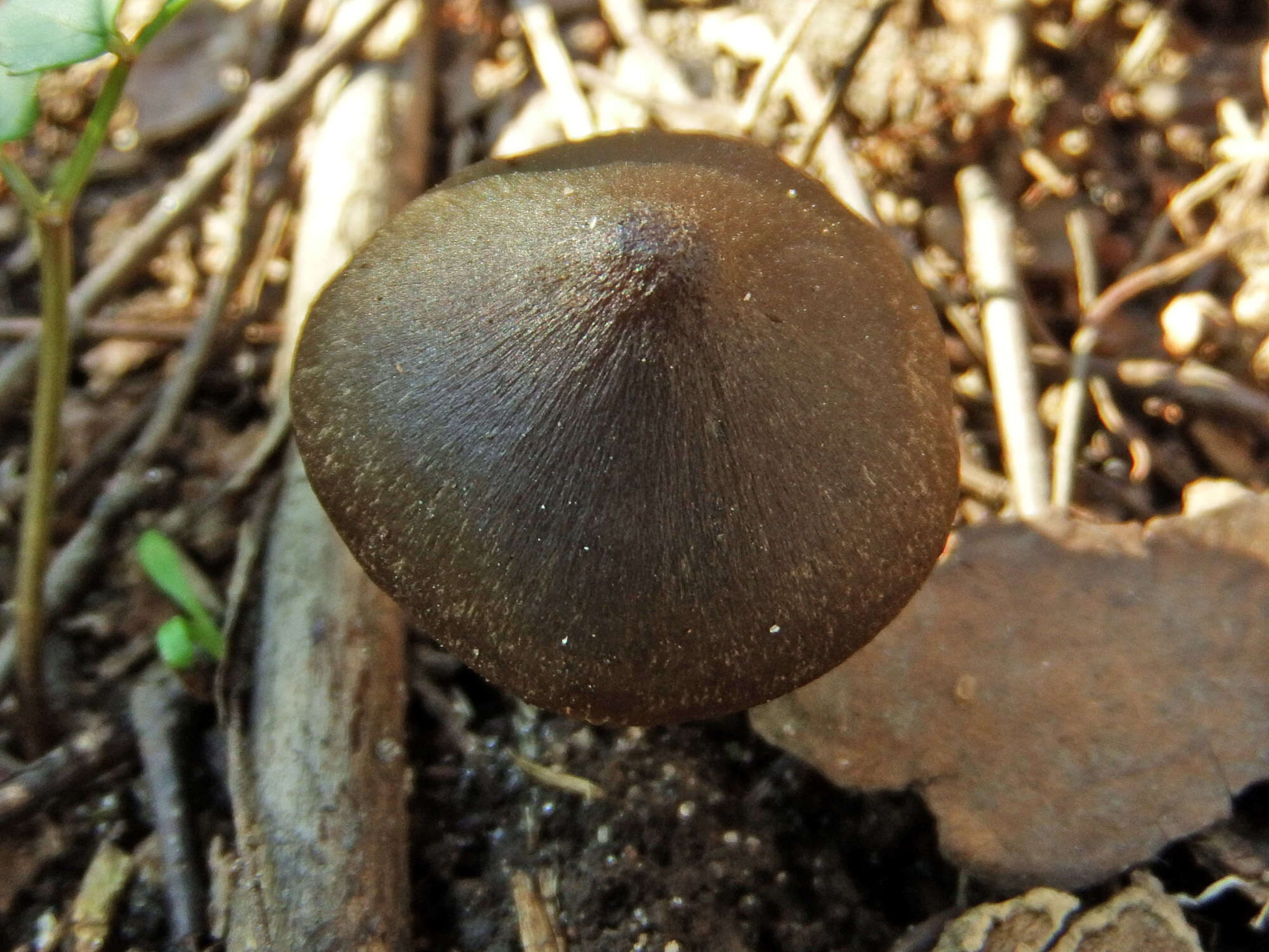 Image of Entoloma vernum S. Lundell 1937