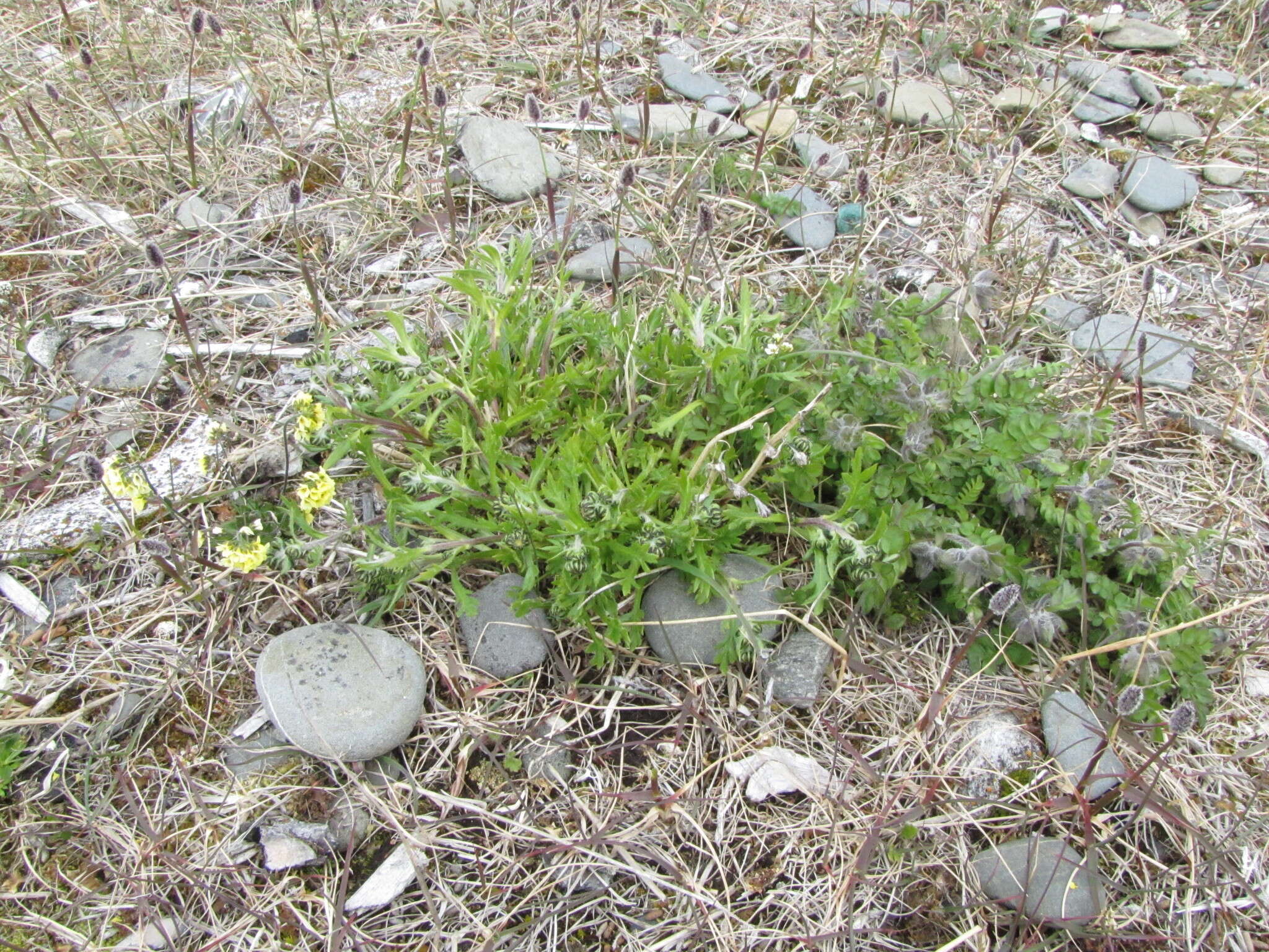 Artemisia norvegica subsp. saxatilis (Bess.) H. M. Hall & Clem.的圖片