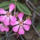 Image of Petrocoptis crassifolia Rouy