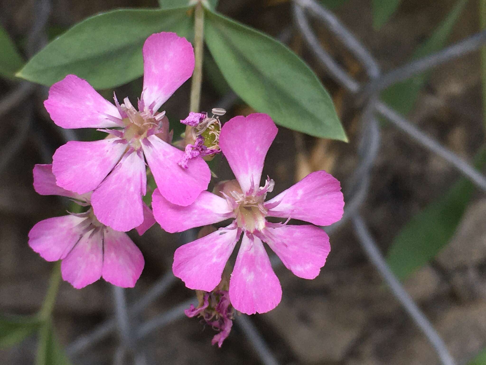 Image of Petrocoptis crassifolia Rouy