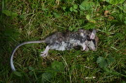 Image of European Garden Dormouse