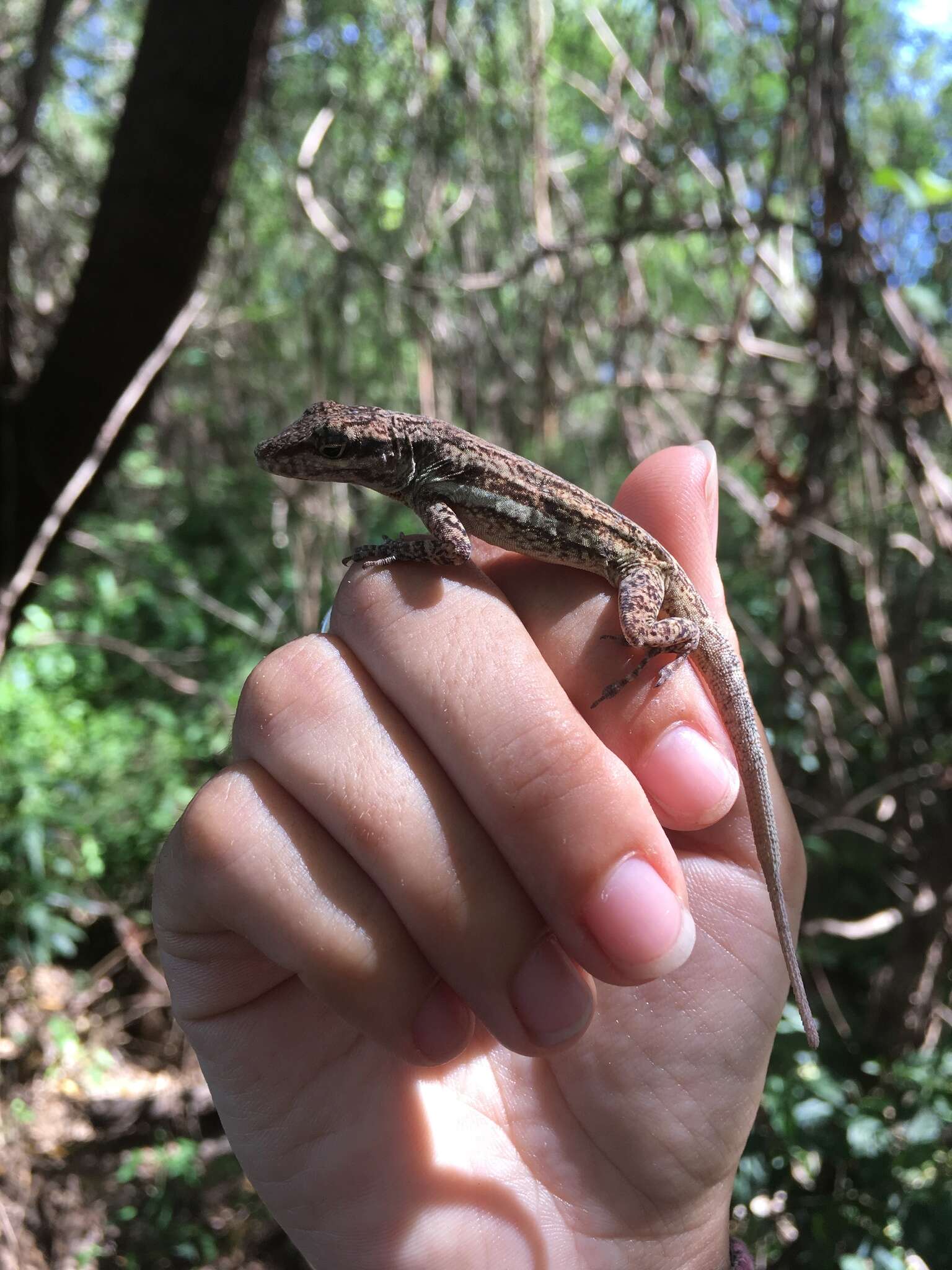 Image of Bluefields Anole