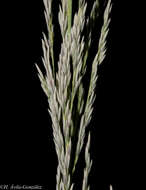 صورة Muhlenbergia robusta (E. Fourn.) Hitchc.