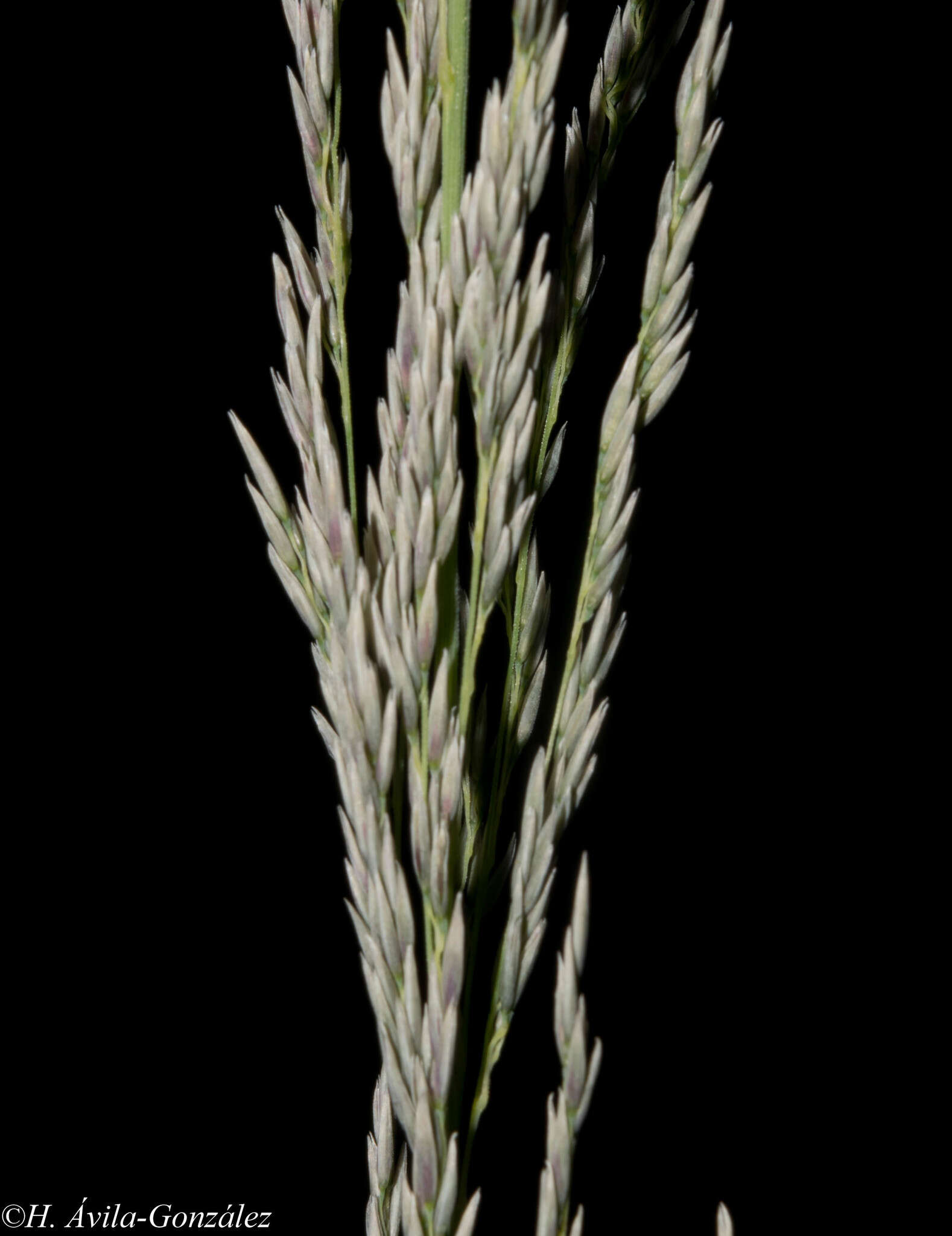 Image of Muhlenbergia robusta (E. Fourn.) Hitchc.