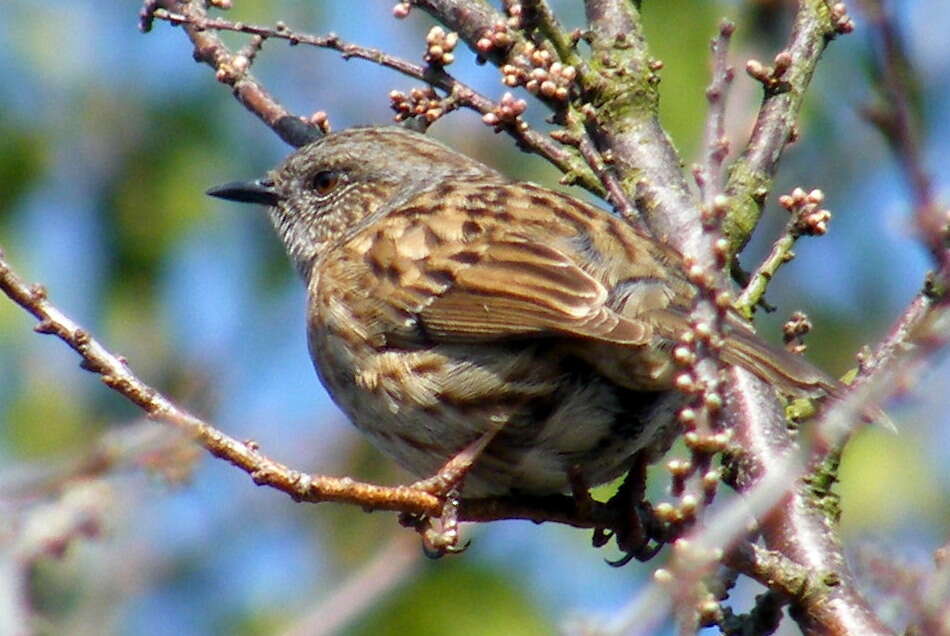 Image of Dunnock