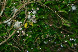 Image of Syzygium tripinnatum (Blanco) Merr.