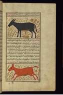 صورة Equus hemionus onager Boddaert 1785