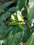 Murdannia bracteata (C. B. Clarke) J. K. Morton ex D. Y. Hong的圖片