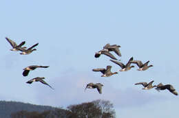 Imagem de Anser brachyrhynchus Baillon 1834