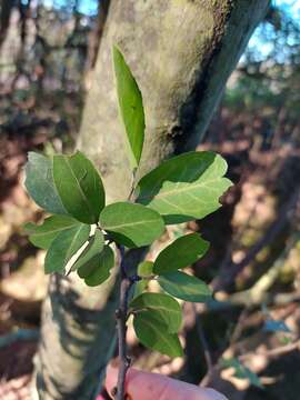 Image of Cassine burkeana (Sond.) Kuntze