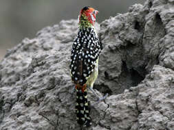 Image of Red-and-yellow Barbet