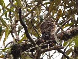 Image of Andean Pygmy Owl