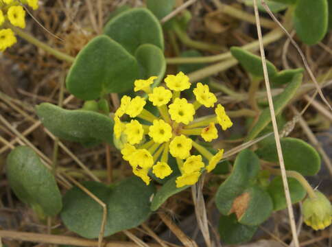 Image of coastal sand verbena