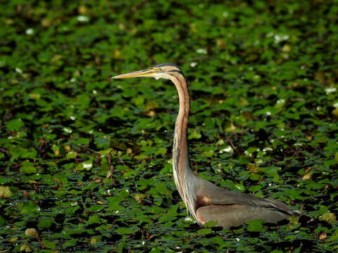 Image of Purple Heron