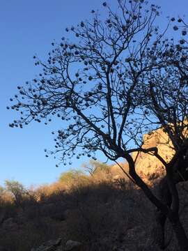 Image of Aralia scopulorum Brandegee