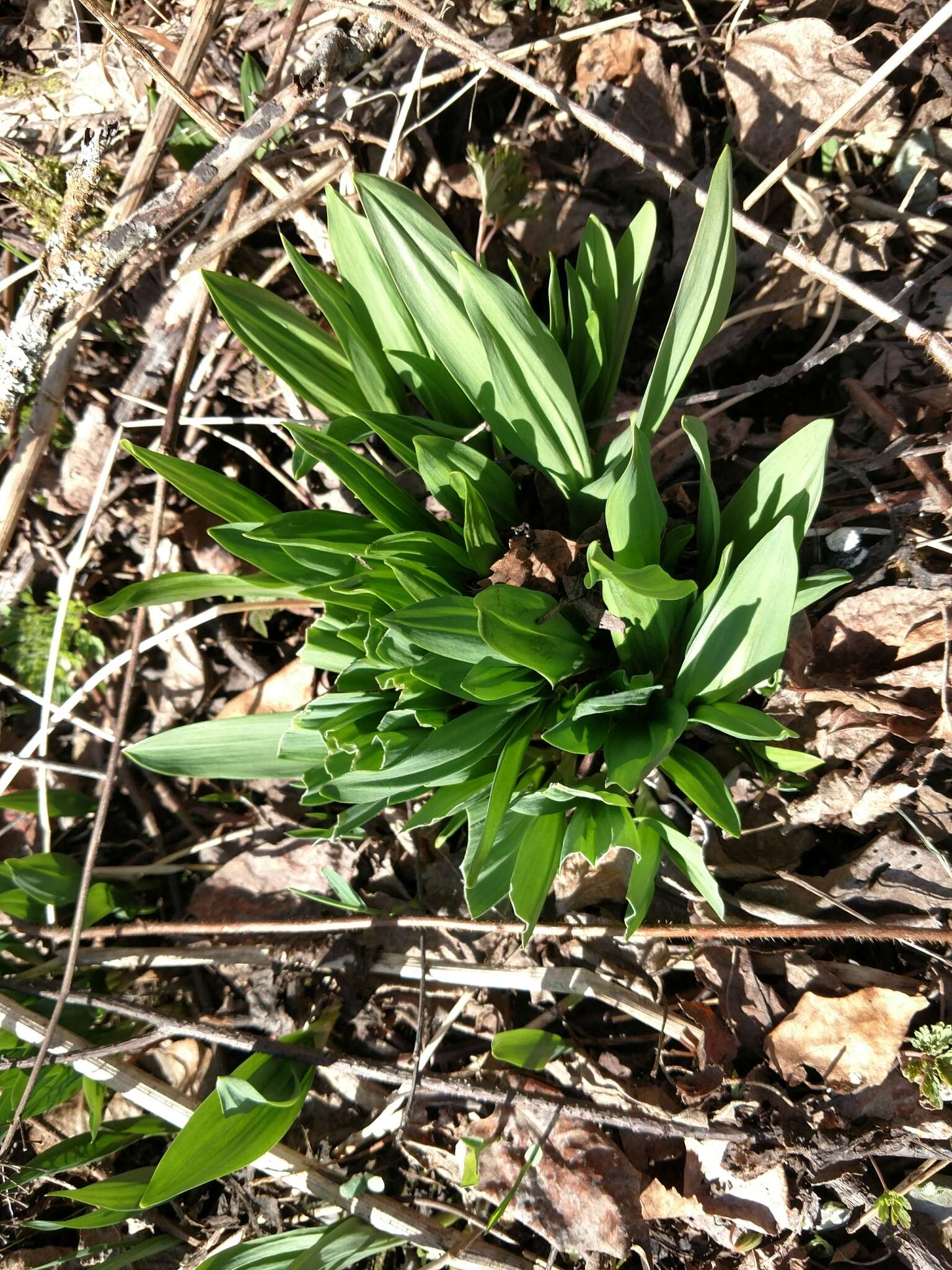 Sivun Allium tricoccum var. tricoccum kuva