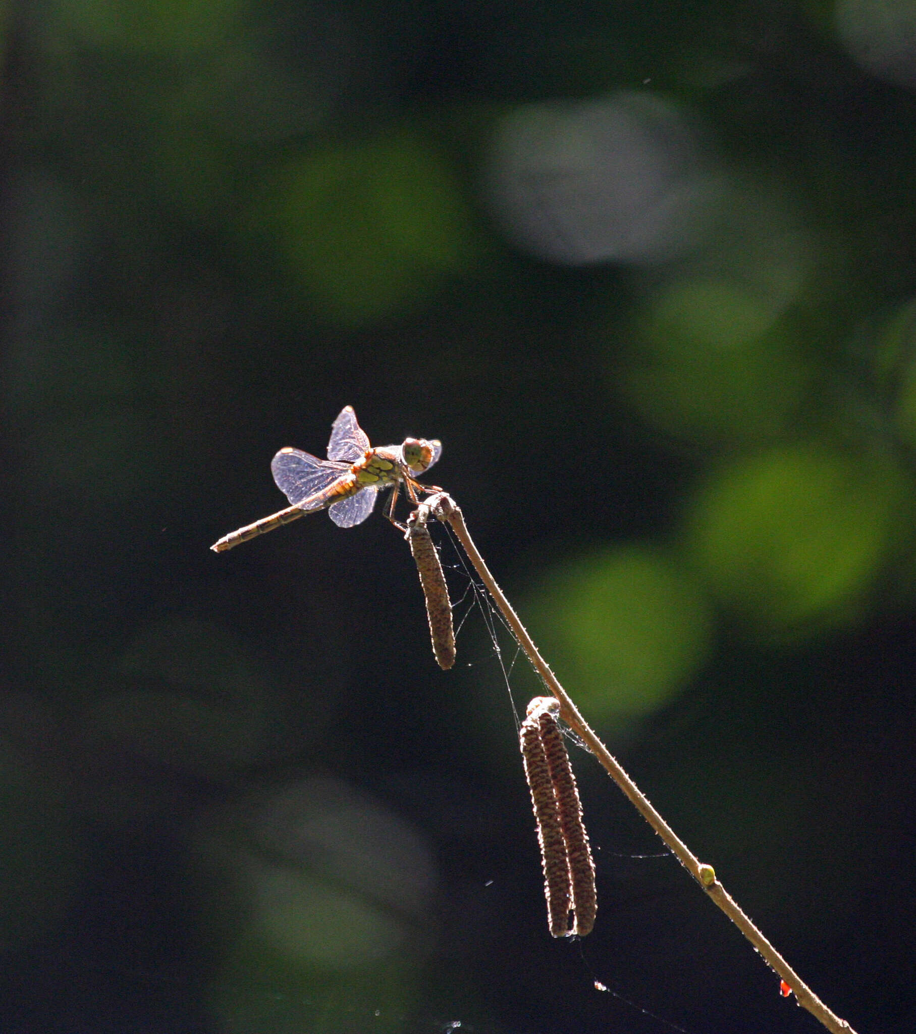 Image of <i>Sympetrum <i>striolatum</i></i> striolatum