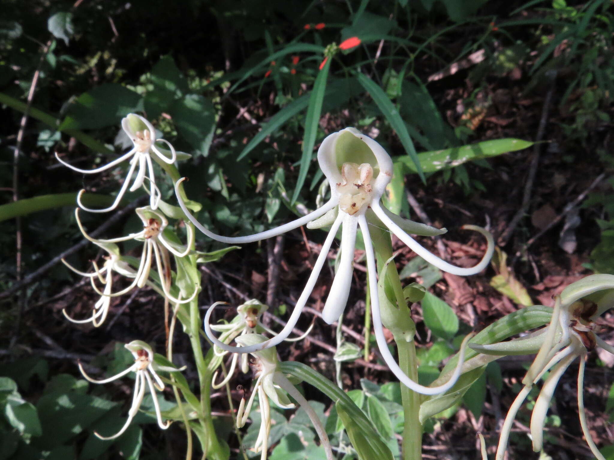 Habenaria macroceratitis Willd.的圖片