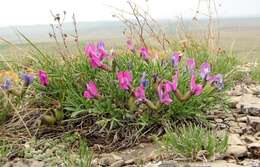 Image of Oxytropis nuda Basil.