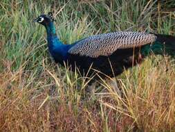 Image of Asiatic peafowl