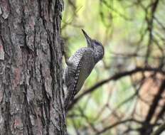 Image of Picus viridis karelini Brandt & JF 1841