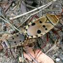 Image of Probergrothius sexpunctatus (Laporte) Laporte