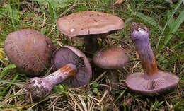 Image of Cortinarius purpurascens Fr. 1838