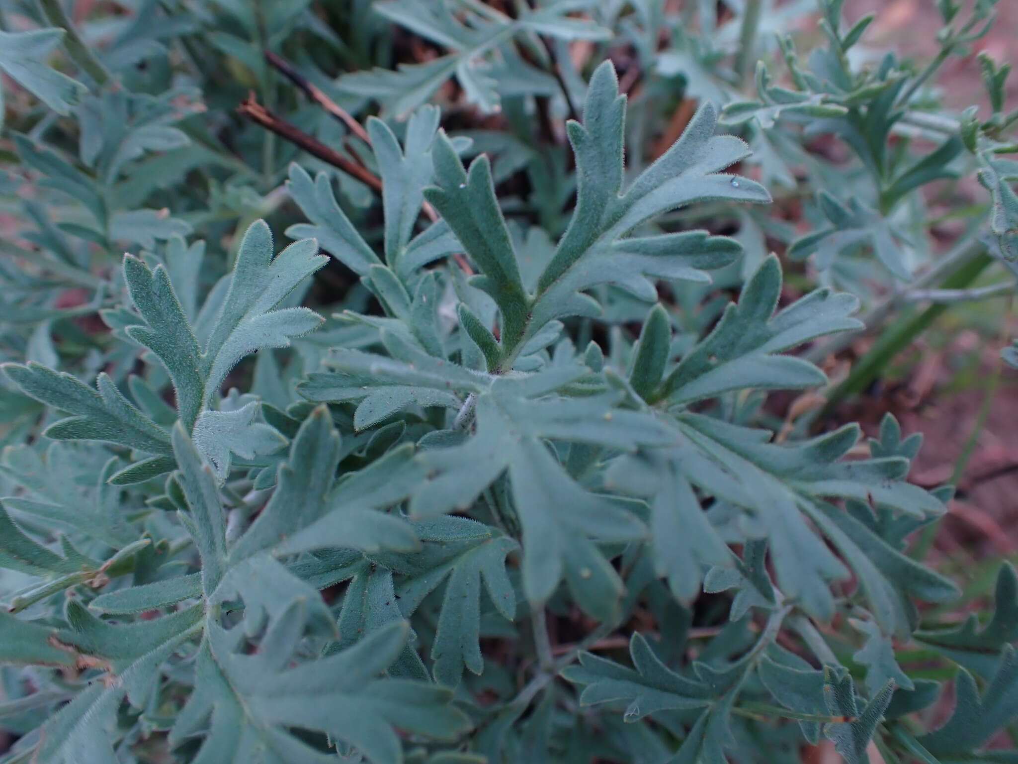 Image of Rock pelargonium