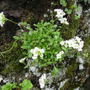 Image of boreal draba