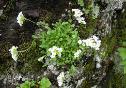 Image of boreal draba