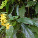 Sivun Perymeniopsis ovalifolia (A. Gray) H. Rob. kuva