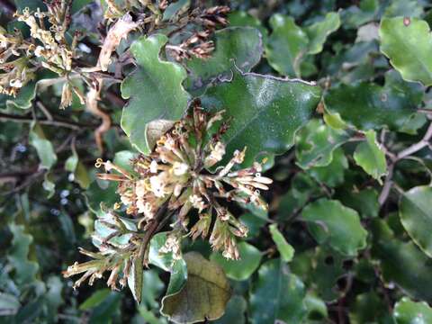 Image of Olearia paniculata (J. R. & G. Forst.) Druce