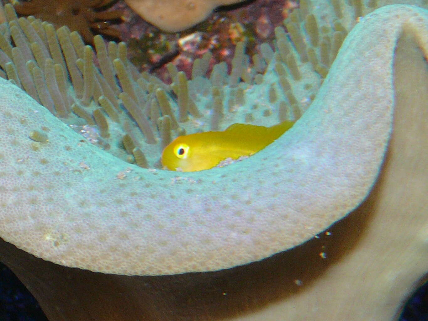 Image of Yellow clown goby