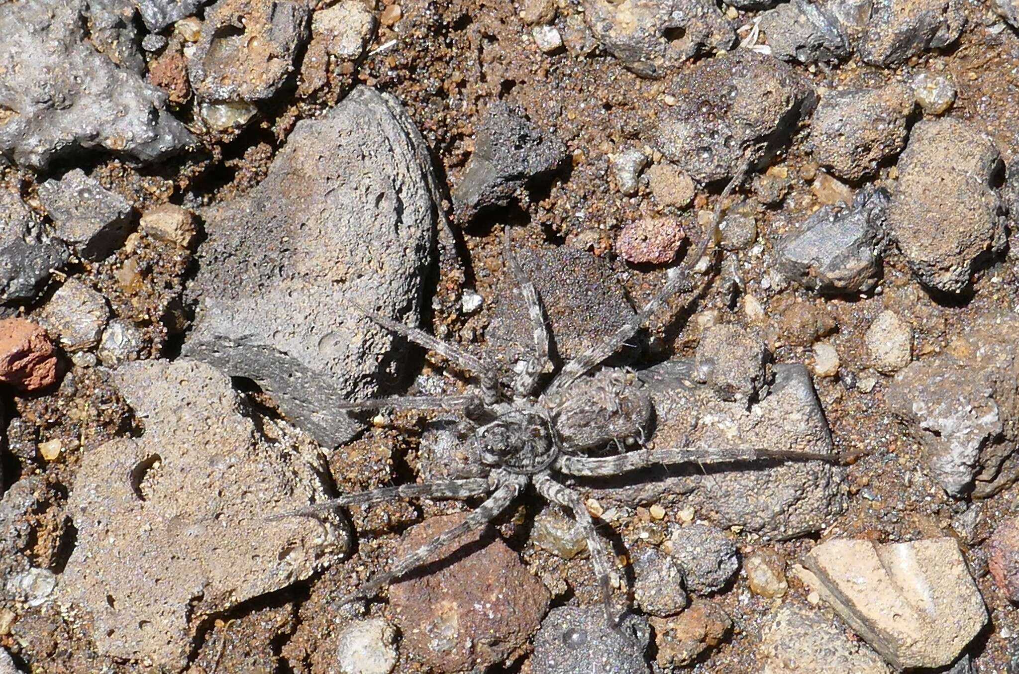 Image of <i>Lycosa vulcani</i> Vinson 1863