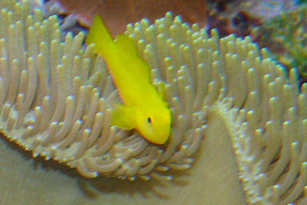 Image of Yellow clown goby